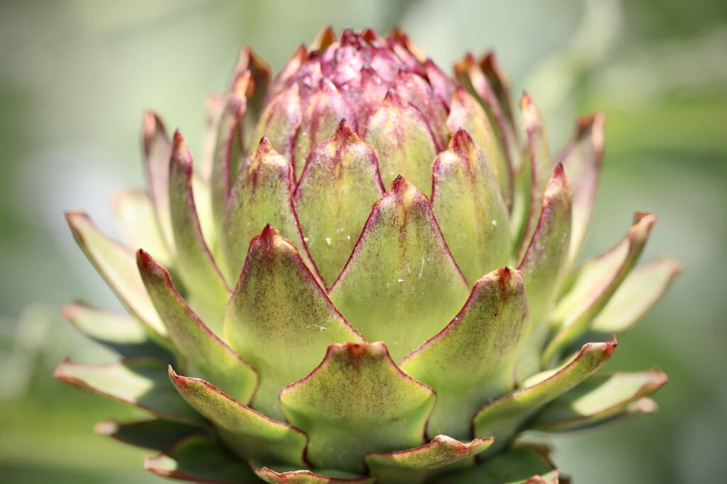 artichoke, fruit, vegetables-5251687.jpg